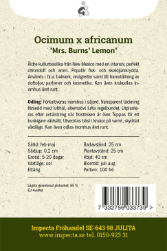 Citronbasilika 'Mrs. Burns Lemon' Impecta odlingsbeskrivning