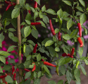 Tabascopeppar ''Birds Eye'', Het chili med långsmala, klarröda frukter.