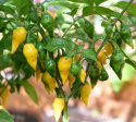 Havannapeppar 'Habanero Hot Lemon' små gula citronformade frukter. Rikgivande