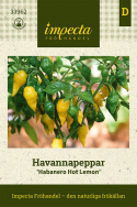 Havannapeppar 'Habanero Hot Lemon' små gula citronformade frukter. Rikgivande