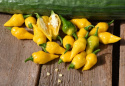 Havannapeppar 'Habanero Hot Lemon' små gula citronformade frukter. Rikgivande