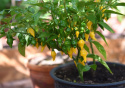 Havannapeppar 'Habanero Hot Lemon' små gula citronformade frukter. Rikgivande