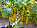Havannapeppar 'Habanero Hot Lemon' små gula citronformade frukter. Rikgivande