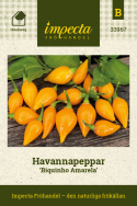 Havannapeppar 'Biquinho Amarela', små, klargula, droppformade frukter, ca 2 cm stora, på buskiga plantor.
