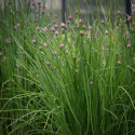 Gräslök 'Pražská', Traditionell örtkrydda. Tidig och snabbväxande med fina, tunna och ljust gröna blad.