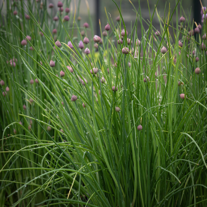 Gräslök 'Pražská', Traditionell örtkrydda. Tidig och snabbväxande med fina, tunna och ljust gröna blad.