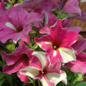 Petunia F1 Sophistica Lime Bicolor, trumpetliknande, oregelbundna i rosa/vitt 