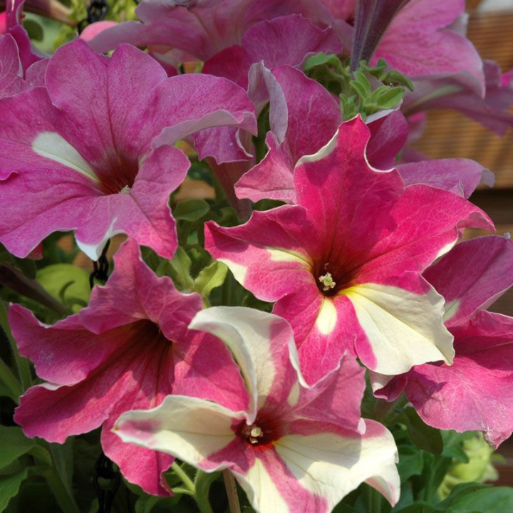 Petunia F1 Sophistica Lime Bicolor, trumpetliknande, oregelbundna i rosa/vitt 