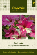 Petunia F1 Sophistica Lime Bicolor, trumpetliknande, oregelbundna i rosa/vitt 
