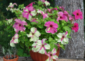 Petunia F1 Sophistica Lime Bicolor, trumpetliknande, oregelbundna i rosa/vitt 