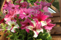 Petunia F1 Sophistica Lime Bicolor, trumpetliknande, oregelbundna i rosa/vitt 