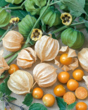 Kapkrusbär, Gula trumpetblommor, svart teckning. Tomatlika frukter med unik smak