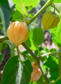 Kapkrusbär, Gula trumpetblommor, svart teckning. Tomatlika frukter med unik smak