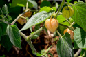 Kapkrusbär, Gula trumpetblommor, svart teckning. Tomatlika frukter med unik smak