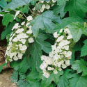 Flikhortensia, Buske med mörkgröna blad, som får vacker röd höstfärg
