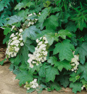 Flikhortensia, Buske med mörkgröna blad, som får vacker röd höstfärg