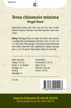 Miniatyrros 'Angel Rose'