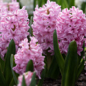 Hyacint 'Pink Surprise' 5 st, Stadiga, täta blomspiror i lysande rosa med blekrosa kanter med underbar väldoft.