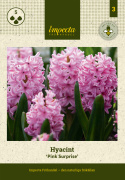 Hyacint 'Pink Surprise' 5 st, Stadiga, täta blomspiror i lysande rosa med blekrosa kanter med underbar väldoft.