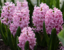 Hyacint 'Pink Surprise' 5 st, Stadiga, täta blomspiror i lysande rosa med blekrosa kanter med underbar väldoft.
