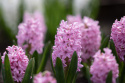 Hyacint 'Pink Surprise' 5 st, Stadiga, täta blomspiror i lysande rosa med blekrosa kanter med underbar väldoft.