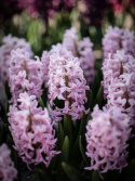 Hyacint 'Pink Surprise' 5 st, Stadiga, täta blomspiror i lysande rosa med blekrosa kanter med underbar väldoft.