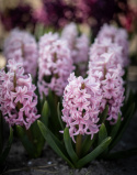 Hyacint 'Pink Surprise' 5 st, Stadiga, täta blomspiror i lysande rosa med blekrosa kanter med underbar väldoft.