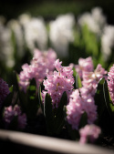 Hyacint 'Pink Surprise' 5 st, Stadiga, täta blomspiror i lysande rosa med blekrosa kanter med underbar väldoft.