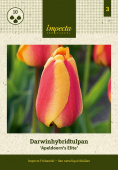 Darwinhybridtulpan 'Apeldoorn's Elite' 10 st