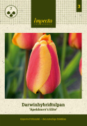 Darwinhybridtulpan ''Apeldoorn''s Elite'', röd med orangegul botten.