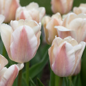 Darwinhybridtulpan 'Apricot Pride' 7 st, En ljuvlig tulpan med mjuka skiftningar i aprikost och rosa i utsökt harmoni.