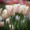 Darwinhybridtulpan 'Apricot Pride' 7 st, En ljuvlig tulpan med mjuka skiftningar i aprikost och rosa i utsökt harmoni.