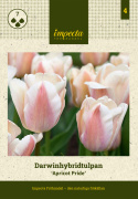 Darwinhybridtulpan 'Apricot Pride' 7 st, En ljuvlig tulpan med mjuka skiftningar i aprikost och rosa i utsökt harmoni.