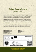 Darwinhybridtulpan 'Apricot Pride' 7 st, En ljuvlig tulpan med mjuka skiftningar i aprikost och rosa i utsökt harmoni.