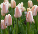 Darwinhybridtulpan 'Apricot Pride' 7 st, En ljuvlig tulpan med mjuka skiftningar i aprikost och rosa i utsökt harmoni.