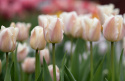 Darwinhybridtulpan 'Apricot Pride' 7 st, En ljuvlig tulpan med mjuka skiftningar i aprikost och rosa i utsökt harmoni.