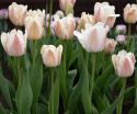 Darwinhybridtulpan 'Apricot Pride' 7 st, En ljuvlig tulpan med mjuka skiftningar i aprikost och rosa i utsökt harmoni.
