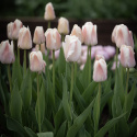 Darwinhybridtulpan 'Apricot Pride' 7 st, En ljuvlig tulpan med mjuka skiftningar i aprikost och rosa i utsökt harmoni.