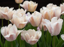 Darwinhybridtulpan 'Apricot Pride' 7 st, En ljuvlig tulpan med mjuka skiftningar i aprikost och rosa i utsökt harmoni.