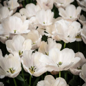 Darwinhybridtulpan 'Apricot Pride' 7 st, En ljuvlig tulpan med mjuka skiftningar i aprikost och rosa i utsökt harmoni.