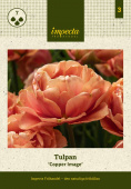 Tulpan 'Copper Image' 7 st