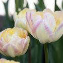 Tulpan 'Creme Upstar' 7 st, stora blommor i ljuva pasteller av gul och creme med charmerande rodnad av rosa på kronbladskanterna