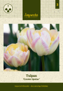 Tulpan 'Creme Upstar' 7 st, stora blommor i ljuva pasteller av gul och creme med charmerande rodnad av rosa på kronbladskanterna