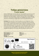 Tulpan 'Creme Upstar' 7 st, stora blommor i ljuva pasteller av gul och creme med charmerande rodnad av rosa på kronbladskanterna