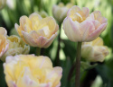 Tulpan 'Creme Upstar' 7 st, stora blommor i ljuva pasteller av gul och creme med charmerande rodnad av rosa på kronbladskanterna