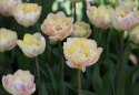 Tulpan 'Creme Upstar' 7 st, stora blommor i ljuva pasteller av gul och creme med charmerande rodnad av rosa på kronbladskanterna