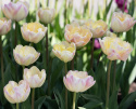 Tulpan 'Creme Upstar' 7 st, stora blommor i ljuva pasteller av gul och creme med charmerande rodnad av rosa på kronbladskanterna