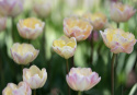 Tulpan 'Creme Upstar' 7 st, stora blommor i ljuva pasteller av gul och creme med charmerande rodnad av rosa på kronbladskanterna