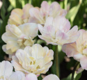 Tulpan 'Creme Upstar' 7 st, stora blommor i ljuva pasteller av gul och creme med charmerande rodnad av rosa på kronbladskanterna