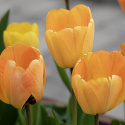 Darwinhybridtulpan ''Daydream'', solgula, väldoftande blommor som övergår i oran